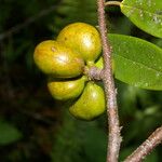 Xylopia sericea Fruit