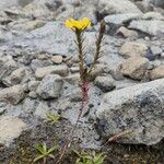 Hypericum mexicanum Habit