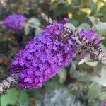 Buddleja japonicaപുഷ്പം