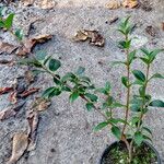 Osmanthus delavayi Habitus