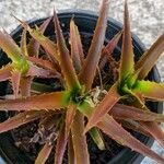 Orthophytum harleyi Hoja