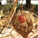 Physalis alkekengi Fruto