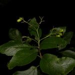 Cordia dentata Habit