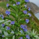 Echium candicansBloem