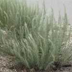 Artemisia filifolia عادت