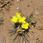 Oenothera primiveris Celota