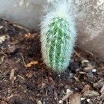 Cleistocactus strausii 葉