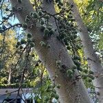 Ficus sur Fruto
