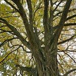 Ulmus laevis Bark