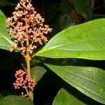 Miconia ligulata Лист