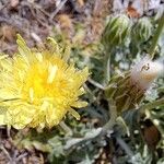 Crepis albida Flor