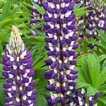 Lupinus polyphyllus Fleur