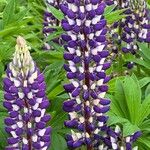 Lupinus polyphyllus फूल