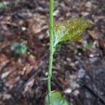 Smilax bona-nox Bark