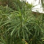 Thevetia neriifolia Hoja