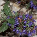 Caryopteris × clandonensisЦвят