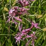 Lychnis flos-cuculi Habitus