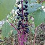 Phytolacca americana Frucht