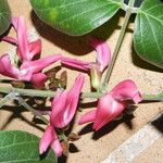 Canavalia sericea Flor