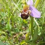 Ophrys apifera ফুল