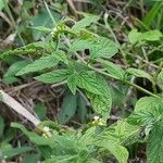 Heliotropium angiospermum Blad