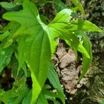 Dioscorea brachybotrya Feuille