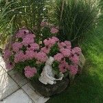 Sedum telephium Flower