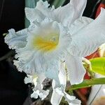 Cattleya gaskelliana 花