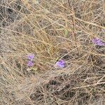 Vigna frutescens Habitus
