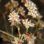 Eriogonum maculatum Flower