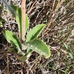 Kalanchoe citrina Lapas