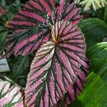 Begonia brevirimosa Leaf