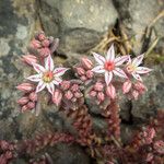 Sedum rubensКветка