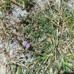 Spergularia rubra Habit