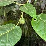 Solanum betaceum Fruto