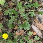 Potentilla tabernaemontani Frunză