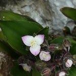 Tradescantia cerinthoides花