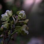 Polystachya concreta Flower