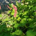 Persicaria orientalisFlor