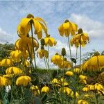 Rudbeckia nitida Cvet