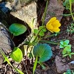 Anemone palmata Habit