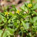 Ranunculus micranthus Alkat (teljes növény)