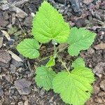 Rubus phoenicolasiusLeaf