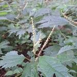 Girardinia diversifolia Blüte