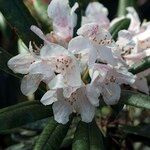 Rhododendron hyperythrum Virág