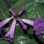 Handroanthus impetiginosus Flower