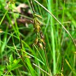 Carex pulicaris Blomma