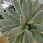 Pachyphytum hookeriBlatt