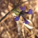 Lavandula maroccana Flor