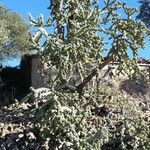 Cylindropuntia imbricata Агульны выгляд